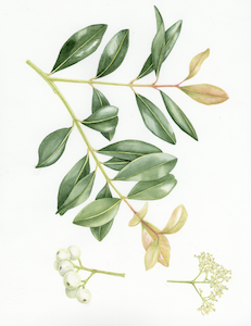 Tree planting illustrations for NCC