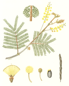 Tree planting illustrations for CSIRO 'Flora of the Hunter'