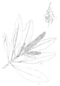 development sketch for painting
