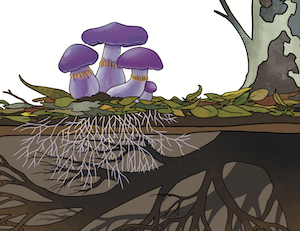 Interior illustrations for a Little Learners reader about fungi