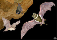 Artwork for Australasian Bat Society